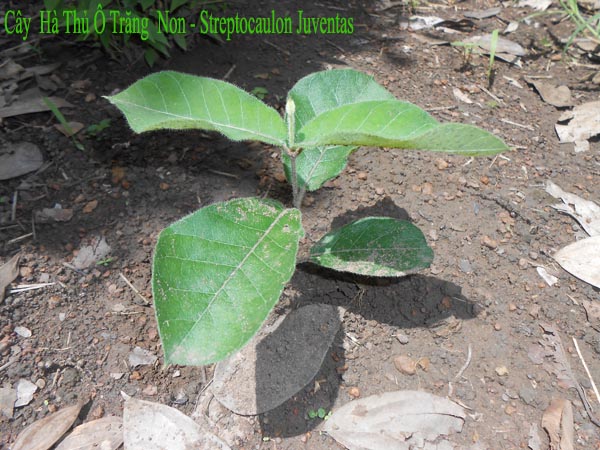 Cây Hà Thủ Ô Non (Streptocaulon Juventas)