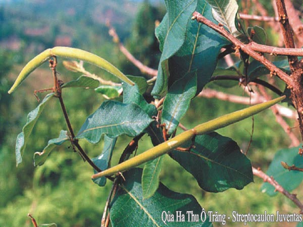 Quả Hà Thủ Ô Trắng - Streptocaulon Juventas