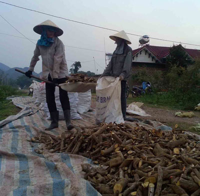 Cây thuốc quý Việt Nam chảy sang Trung Quốc