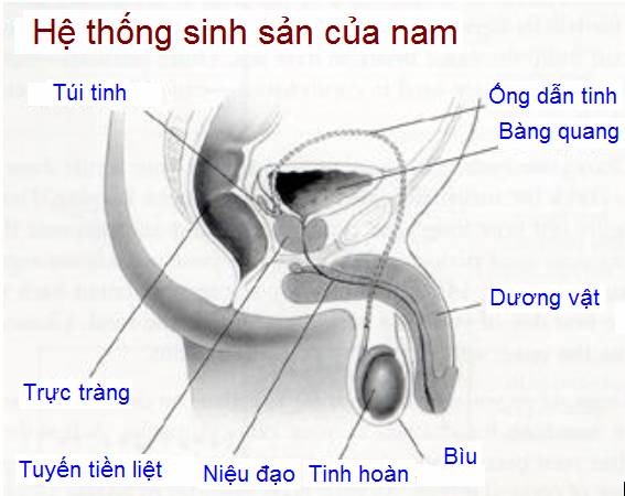 he-thong-nam-gioi