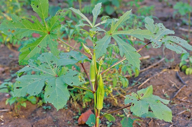 Ðậu bắp, Bụp bắp hay Mướp tây - Abelmoschus esculentus (L.,) Moench, thuộc họ Bông - Malvaceae.