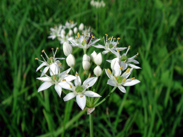 Hẹ - Allium tuberosum Rotller ex Spreng, thuộc họ Hành - Alliaceae.  Mô tả: Cây thảo nhỏ sống nhiều năm, cao 20-50cm, có thân mọc đứng, hình trụ hoặc có góc ở đầu. Lá ở gốc thân, hình dải phẳng hẹp, có rãnh, dài 15-30cm, rộng 1,5-7mm. Hoa trắng mọc thành tán ở đầu một cán hoa dài 20-30cm hay hơn. Tán gồm 20-40 hoa có mo bao bọc, 3-4 lẩn ngắn hơn tán hoa; bao hoa màu trắng, gồm nhiều phiến thuôn mũi mác. Quả nang, hình trái xoan ngược chia ra 3 mảnh; 6 hạt nhỏ, màu đen.  Hoa tháng 7-8, quả tháng 8-9.      Bộ phận dùng: Hạt - Semen Alli Tuberosi, thường gọi là Cửu thái tử. Toàn cây cũng được dùng.  Nơi sống và thu hái: Cây của vùng Đông Á ôn đới, được trồng rộng rãi làm rau ăn ở miền núi, trung du và đồng bằng. Thường trồng bằng củ tách ở cây đã tàn lụi. Có thể trồng vào mùa xuân, hoặc thu đông là tốt nhất. Ta thường thu hái rau hẹ quanh năm, thường dùng tươi. Còn quả chín, phải chờ mùa thu đông, lấy về phơi khô, đập lấy hạt.  Thành phần hóa học: Trong cây hẹ có hợp chất sulfur, saponin, chất đắng và hoạt chất adorin có tác dụng kháng khuẩn và vitamin C.  Tính vị, tác dụng: Hạt có vị cay, ngọt, tính ấm, có tác dụng ôn trung, trợ vị khí, điều hoà tạng phủ, hạ nghịch khí, cố thận tinh, tán ứ huyết. Rau Hẹ có vị cay đắng chua mà sít, lại mạnh cho khí và thêm cho dương sự, lại cầm máu, vít tinh.  Công dụng, chỉ định và phối hợp: Hạt Hẹ dùng chữa chứng mộng tinh, di tinh, đái ra huyết, lưng gối mỏi, tả và chứng đàn bà bạch đới và ỉa chảy. Còn dùng chữa viêm tiền liệt tuyến. Liều dùng 6-12g. Cây Hẹ dùng trị cơn hen suyễn nặng, đờm chặn khó thở, chứng ra mồ hôi trộm, sưng cổ họng khó nuốt, đổ máu cam, lỵ ra máu, viêm mũi, viêm tiền liệt tuyến. Ngày dùng 20-30g giã nát, thêm nước, gạn uống. Dùng ngoài, lấy nước Hẹ nhỏ tai trị viêm tai giữa. Rễ Hẹ là vị thuốc tẩy giun kim rất nhẹ nhàng và hiệu nghiệm.  Đơn thuốc:  1. Cổ họng khó nuốt: Dùng 12-24g lá Hẹ giã tươi lấy nước uống.  2. Yết hầu sưng đau: Hẹ toàn cây một nắm, muối một cục đâm vắt nước nuốt lần lần.  3. Viêm tai giữa: Giã Hẹ tươi lấy nước nhỏ tai.  4. Côn trùng bò vào tai: Lá Hẹ đâm vắt lấy nước nhỏ vào tai ít giọt, côn trùng sẽ bò ra.  5. Hen suyễn nguy cấp: Lá Hẹ, một nắm, sắc uống.  6. Đổ máu cam, lỵ ra máu: Củ hoặc lá Hẹ giã tươi lấy nước uống.  7. Ho trẻ em: Lá Hẹ hấp với đường đặt trong nồi cơm hoặc đun cách thuỷ lấy nước cho uống.  8. Giun kim: Sắc lá Hẹ hoặc rễ Hẹ lấy nước uống.  9. Di tinh: Hẹ và Gạo nếp, hai thứ đều nhau, hiệp chung nấu cháo nhừ, phơi sương một đêm, ăn lúc sáng sớm, ăn luôn một lúc. Hoặc dùng hạt Hẹ ăn mỗi ngày 20 hạt lúc đói với nước muối mặn mặn, hoặc chưng chín ăn.  10. Sản hậu chóng mặt bất tỉnh: Củ Hẹ, Hành tăm, đều 12g, đâm nát hoà ít giấm, để lên cục gạch nướng đỏ, xông hơi.