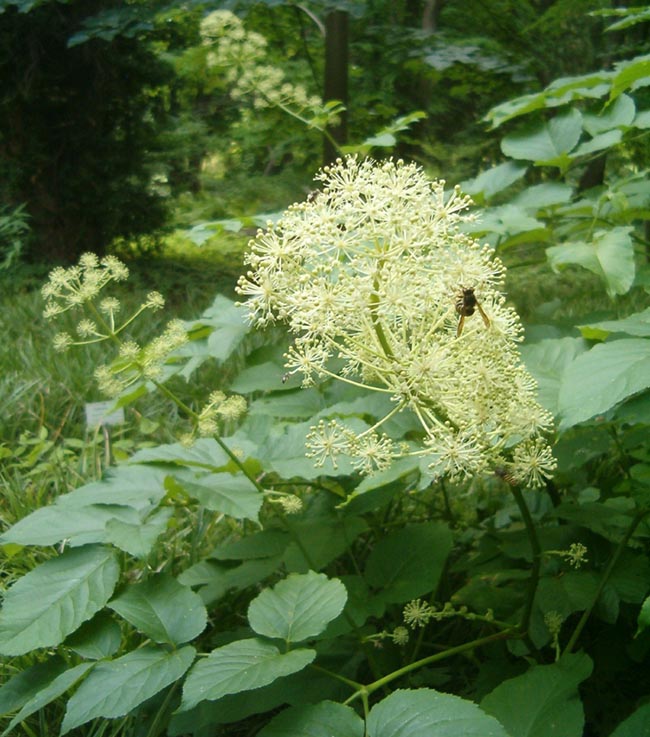 Thổ đương quy, Ðộc hoạt - Aralia cordata Thunb., thuộc họ Nhân sâm - Araliacaeae. 