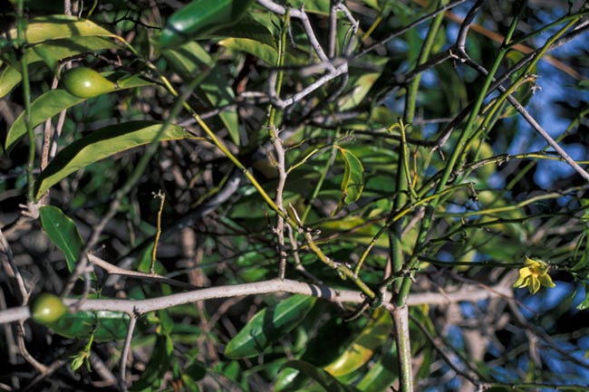 Móng rồng, Dây công chúa - Artabotrys uncinatus (Lam.) Baill ex Merr. (A. odoratissimus R. Br), thuộc họ Na - Annonaceae.