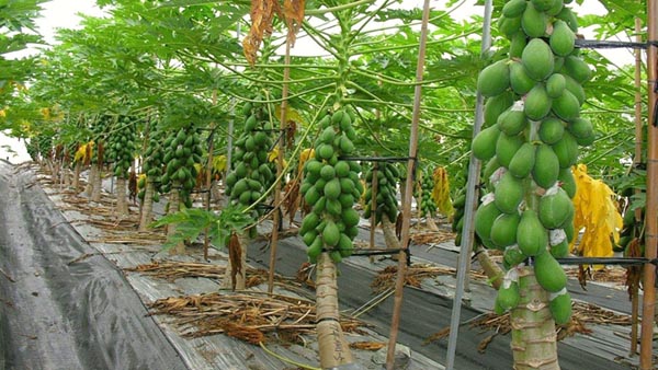 Cây Đu Đủ - Carica Papaya