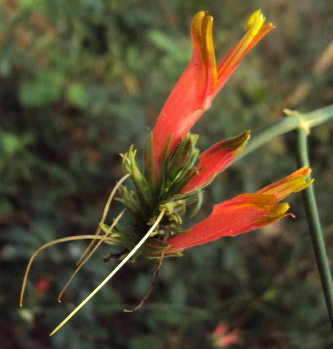 Mảnh công, cây bìm bịp, cây xương khỉ - Clinacanthus nutans (Burn f) Linlau, thuộc họ Ô rô - Acanthaceae.