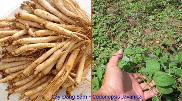 Đảng sâm Codonopsis javanica (Blume) Hook f. (tên đồng nghĩa là Campanumoea javaniea Blume), thuộc họ Hoa chuông - Campanulaceae.