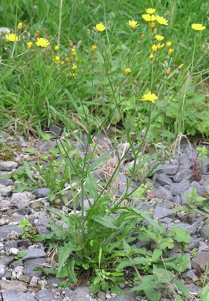 Crepis lignea là một loài thực vật có hoa trong họ Cúc. Loài này được (Vaniot) Babc. mô tả khoa học đầu tiên năm 1947.