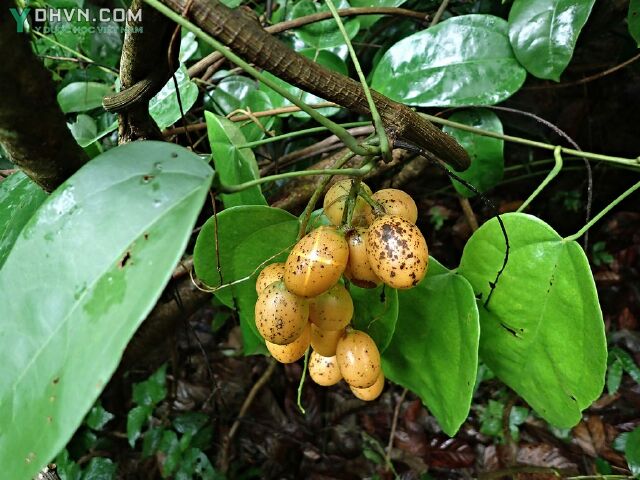 Hoàng đằng - Fibraurea tinctoria Lour., thuộc họ Tiết dê - Menispermaceae.