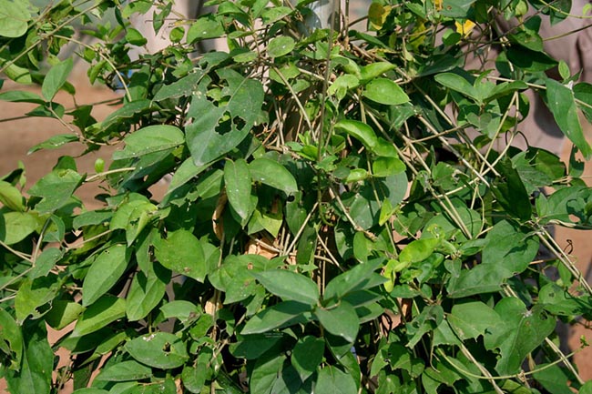 Gymnema sylvestre