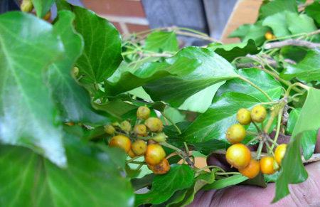 Hedera nepalensis