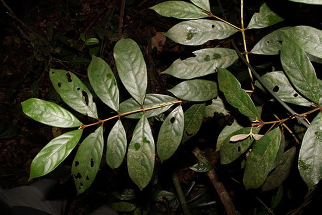 Bời lời thon - Litsea lancifolia (Roxb. ex Nees). Hook, f., thuộc họ Long não - Lauraceae.