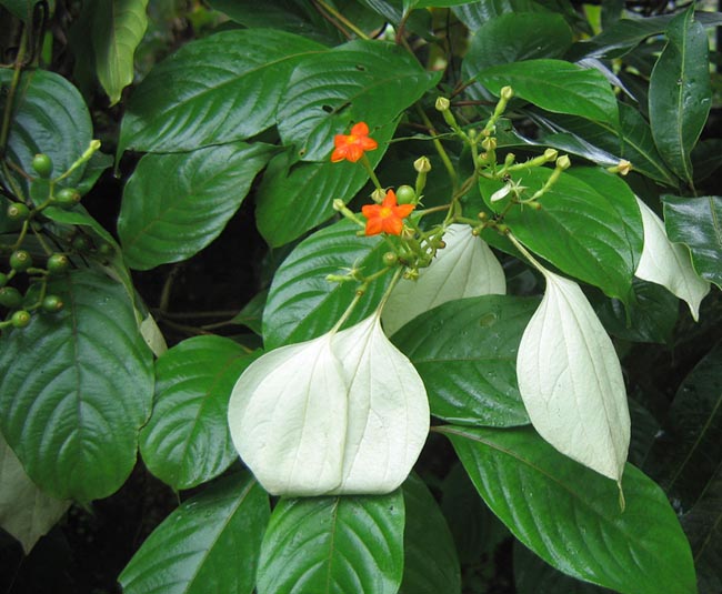 Mussaenda pubescens