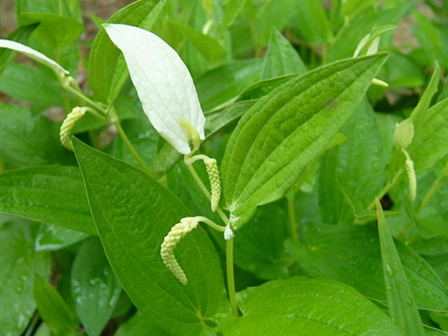 Hàm ếch, Trầu nước - Saururus chinensis (Lour.), Baill., thuộc họ Lá giấp - Saururaceae.