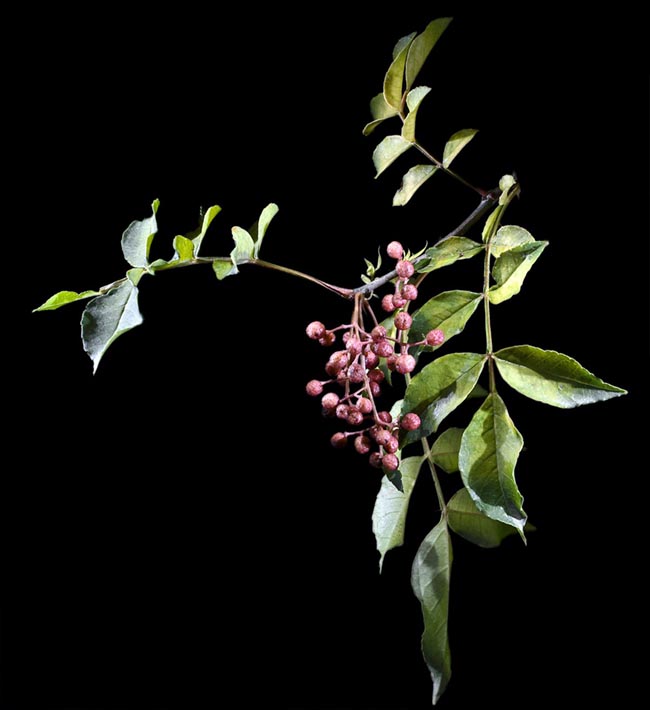 Ðắng cay ba lá, Hoàng mộc phi - Zanthoxylum evodiaefolium Guill., thuộc họ Cam - Rutaceae.