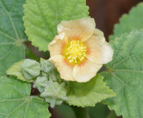 Hoa Ké Đồng Tiền - Sida Cordifolia