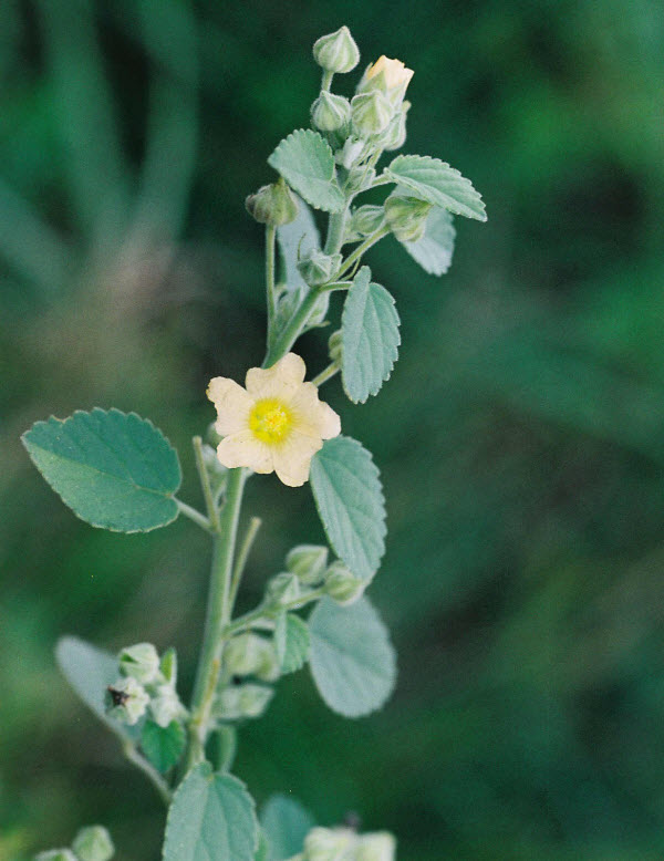 Ké đồng tiền, Chổi đực trắng, Bái trắng - Sida cordifolia L., thuộc họ Bông - Malvaceae.