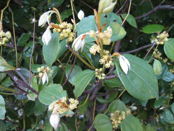 Ô dược - Lindera strychnifolia (Sich et Zuce) Vill., thuộc họ Long não - Lauraceae.