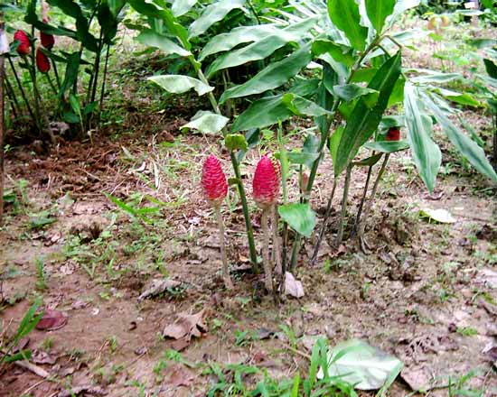 Gừng gió, Riềng gió, Ngải xanh, Ngải mặt trời - Zingiber zerumbet Sm, thuộc họ gừng - Zingeberaceae.