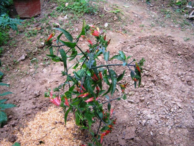 Mảnh công, cây bìm bịp, cây xương khỉ - Clinacanthus nutans (Burn f) Linlau, thuộc họ Ô rô - Acanthaceae.