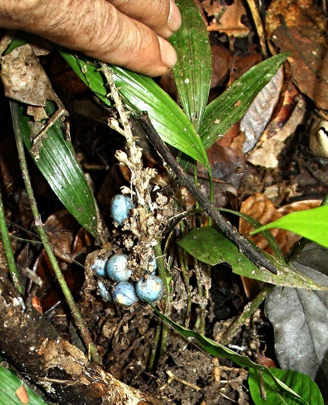 Sâm mây, Sâm cau, Huệ đá - Peliosanthes teta Andrews, thuộc họ Hoàng tinh - Convallariaceae.