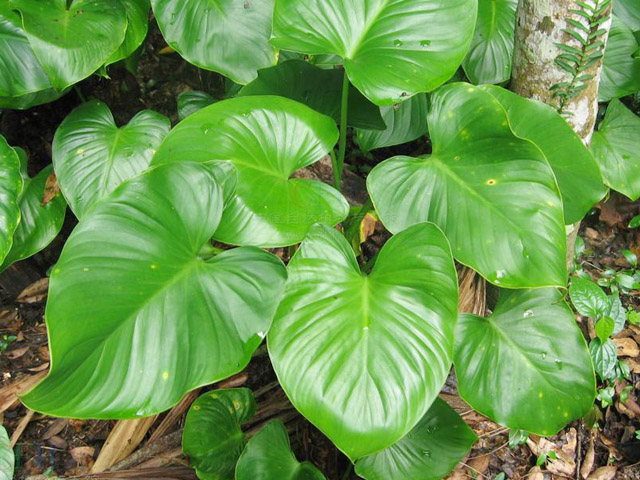 Thiên niên kiện, Sơn thục, Thần phục - Homalomena occulta (Lour.) Schott, thuộc họ Ráy - Araceae.