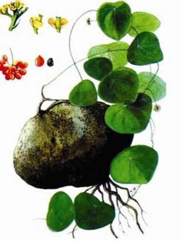 Cù dòm, Củ gà ấp - Stephania dielsiana Y.C. Wu, thuộc họ Tiết dê - Menispermaceae.