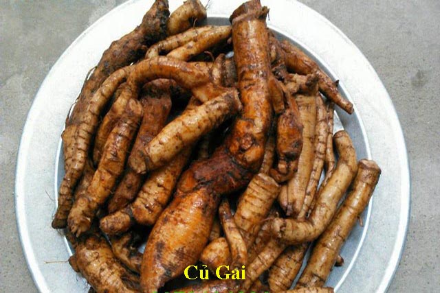 Củ gai