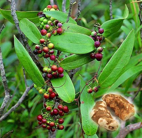 Smilax Glabra