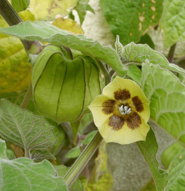 Cây thù lù còn gọi cây tầm bóp hay lồng đèn có tên khoa học là Physalis angulata L. thuộc họ Cà Solanaseae. Physalis angulata có nguồn gốc ở vùng nhiệt đới Châu Mỹ và hiện nay được lan tràn khắp nơi Châu Phi nhiệt đới, Châu Á và hầu hết các quốc gia như là một loài cỏ dại. Ở nước ta, cây tầm bóp mọc hoang ở khắp nơi, từ bờ ruộng, bãi cỏ, đất hoang hay ven đường làng quê