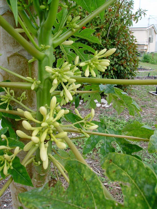 Cây Đu Đủ - Carica Papaya