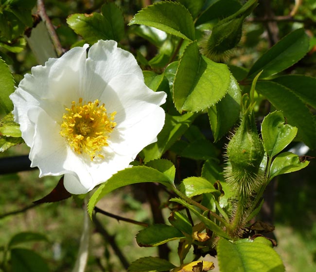 Kim anh - Rosa laevigata Michx., thuộc họ Hoa hồng - Rosaceae.