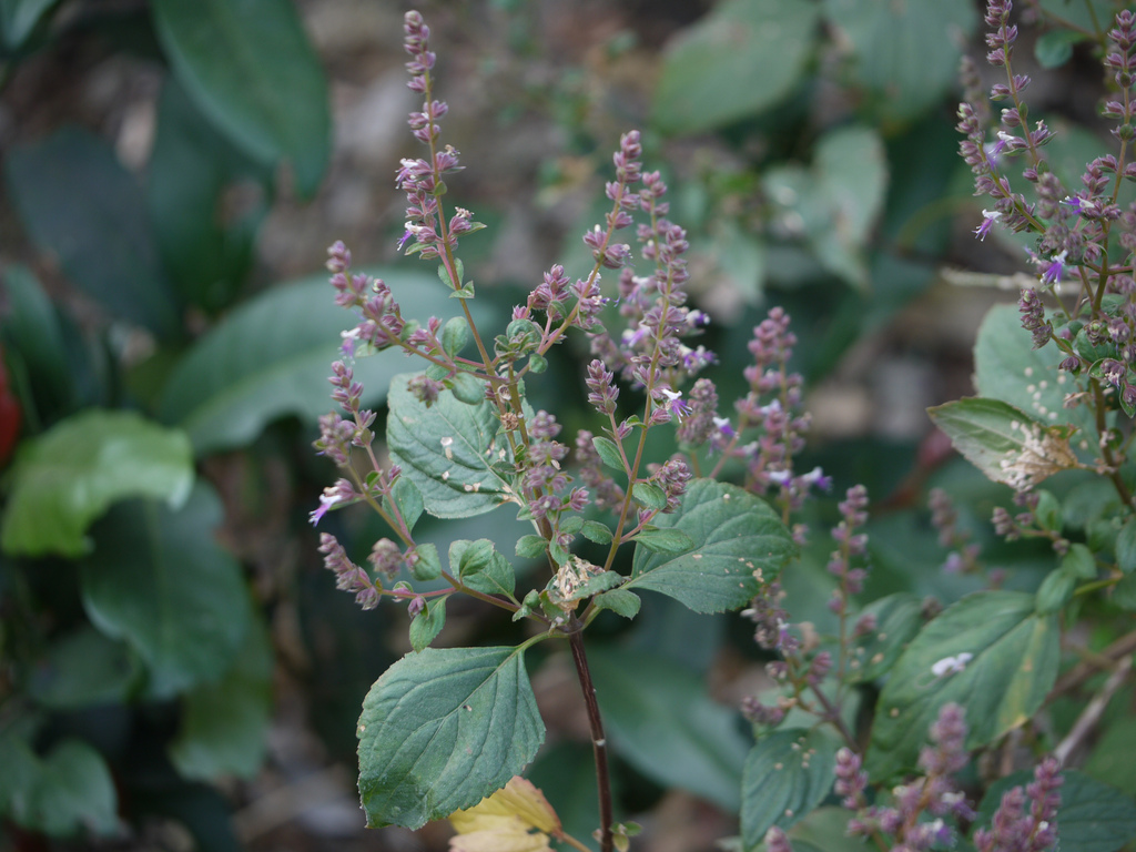 Hoắc hương hoa nhỏ, Tu hùng hoa nhỏ - Pogostemon parviflorus Benth., thuộc họ Hoa môi - Lamiaceae.