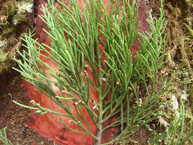 Hoàng đàn giả, Thông vẩy - Dacrydium elatum (Roxb.), Wall ex Hook. (D. pierrei Hick.), thuộc họ Kim giao - Podocarpaceae.