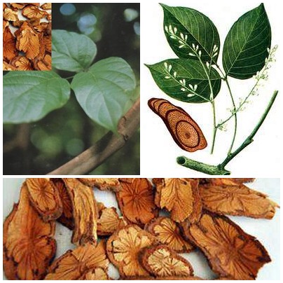 KÊ HUYẾT ĐẰNG Caulis Mucunae, Caulis Sargentodoxae Là thân dây leo của cây Kê huyết đằng ( Sargentodoxa cubeata) , họ Đậu Fabaceae.