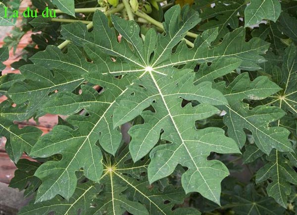 Cây Đu Đủ - Carica Papaya