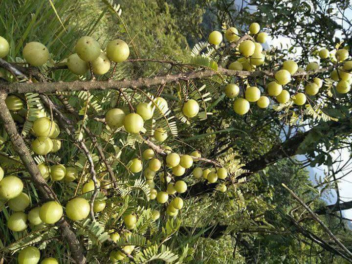 Phyllanthus emblica