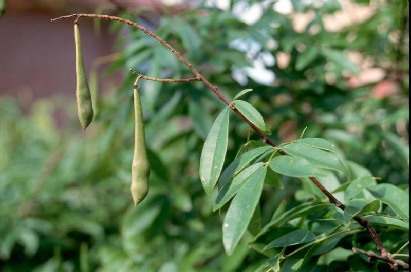 Dây máu gà hay kê huyết đằng, mát mạng, thàn mát mạng (danh pháp: Callerya reticulata) là một loài thực vật có hoa trong họ Đậu. Loài này được (Benth.) Schot miêu tả khoa học đầu tiên.