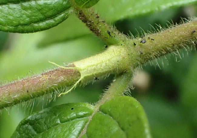 Ba kích lông, Ba kích quả to, Nhàu Nam Bộ - Morinda cochinchinensis DC., thuộc họ Cà phê - Rubiaceae.