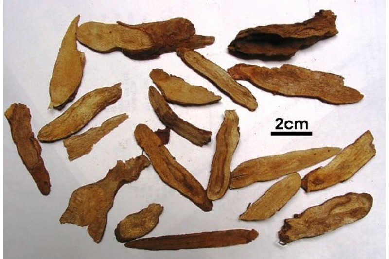 Rễ - Radix Linderae, thường gọi là Ô dược.