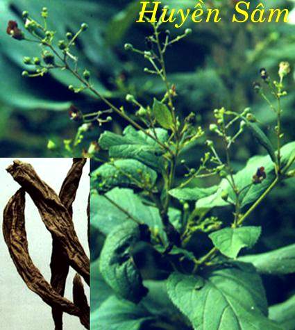 Huyền sâm, Nguyên sâm, Hắc sâm, Ô nguyên sâm - Scrophularia ningpoensis Hemsl, thuộc họ Hoa mõm sói - Scrophulariaceae.