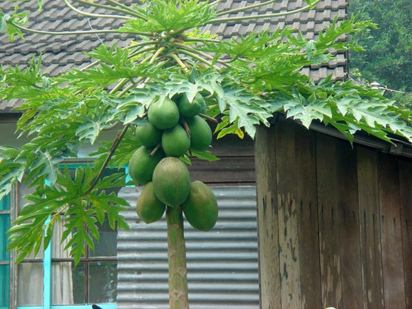 Cây Đu Đủ - Carica Papaya