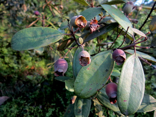 Tên khoa học là Rhodomyrtus tomentosa Wight, họ Sim (Myrtaceae) hay họ đào kim nương tức họ Sim (theo tên gọi của chi Rhodomyrtus). Sim có nguồn gốc bản địa ở khu vực Nam và Đông Nam Á, từ Ấn Độ về phía đông tới miền Nam Trung Quốc, Đài Loan và Philippines, và về phía Nam tới Malaysia và Sulawesi...