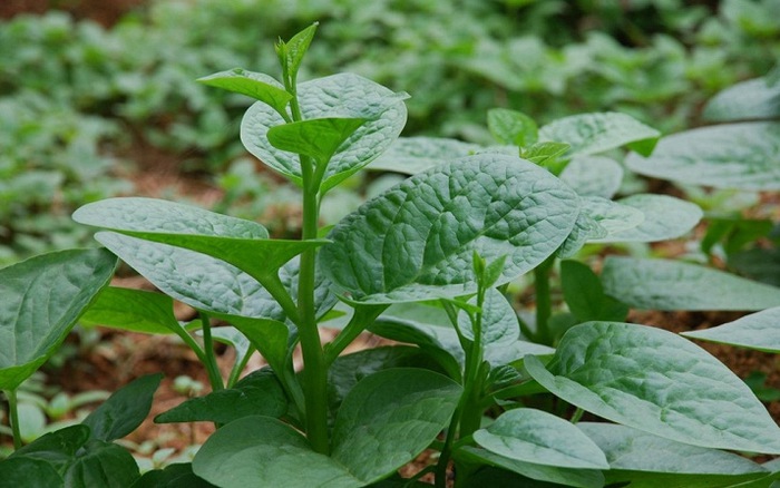 Mồng tơi hay mùng tơi (danh pháp hai phần: Basella alba L., đồng nghĩa B. rubra, B. cananifolia, B. cordifolia, B. crassifolia, B. japonica, B. lucida, B. nigra, B. ramosa, B. volubilis) là một loại cây thuộc họ Mồng tơi (Basellaceae).