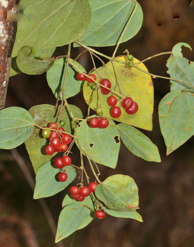 Tiết dê lá dày, Dây châu đảo - Pericampylus glaucus (Lam.) Merr. thuộc họ Tiết dê - Menispermaceae.