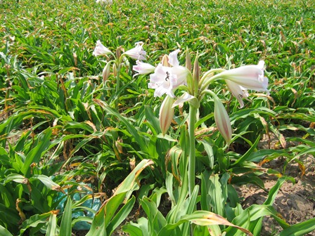 Náng Lá Rộng, Tỏi Lơi Lá Rộng, tây nam văn châu lan, tỏi Thái Lan, vạn châu lan, thập bát học sỹ, Tây nam văn thù lan