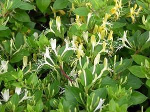 https://www.dongtayy.com/upload/caythuoc/images/m/Lonicera-japonica-Thunb-1.jpg