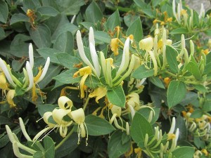 https://www.dongtayy.com/upload/caythuoc/images/m/Lonicera-japonica-Thunb-2.jpg