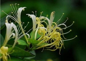 https://www.dongtayy.com/upload/caythuoc/images/m/Lonicera-japonica-Thunb-4.jpg