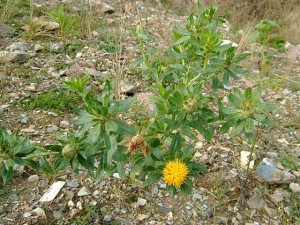 https://www.dongtayy.com/upload/caythuoc/images/m/carthamus_tinctorius_safflower_flowering_plant_07-10-07.jpg